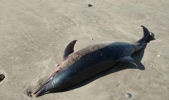 Pris dans les filets des chalutiers, une centaine de dauphins se sont échoués sur le littoral de Gironde, des Landes, de Charente-Maritime et de Vendée. (Capture d’écran Facebook Hourtinet le Medoc)