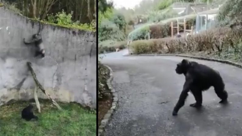 Les Visiteurs Du Zoo De Belfast Sont Pétrifiés Alors Que