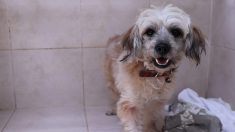 Un propriétaire apporte 3 chiennes agressives à euthanasier, mais les sauveteurs leur donnent une nouvelle vie