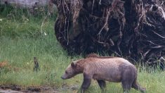 Un ourson noir « méconnaissable » découvert dans une benne à ordures se rétablit incroyablement bien