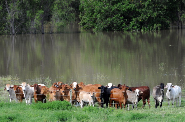 -Les bovins cherchent le terrain le plus élevé après que la rivière Fitzroy gonflée ait percé ses rives et inondé la ville de Rockhampton et les terres agricoles environnantes. Photo devrait correspondre à TORSTEN BLACKWOOD / AFP / Getty Images.