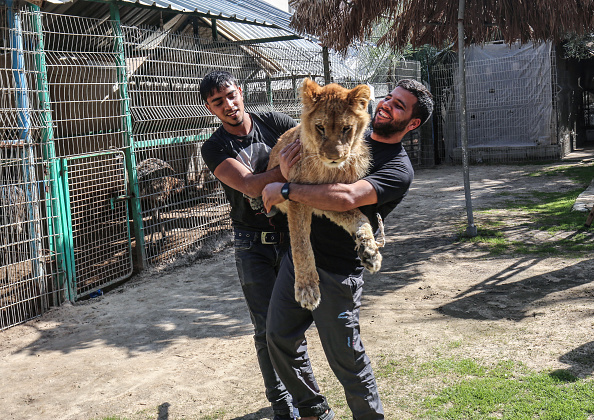 -Le 12 février 2019, des zoos palestiniens brandissent la lionne 'Falestine' au zoo de Rafah, dans le sud de la bande de Gaza. Il n’existe aucun hôpital pour animaux spécialisé, il y a quelques zoos délabrés en concurrence pour les affaires. Photo de SAID KHATIB / AFP / Getty Images.