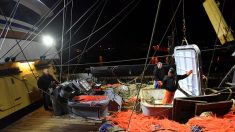Brexit : « à la merci de la politique », les pêcheurs néerlandais redoutent le naufrage