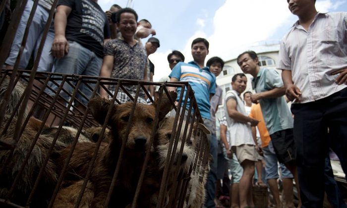 Des vendeurs attendent que les clients achètent des chiens dans des cages dans un marché à Yulin, dans la province du Guangxi, au sud de la Chine, le 21 juin 2015. (STR/AFP/Getty Images)

