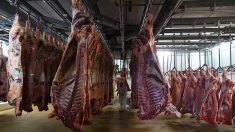 Viande avariée polonaise : près de 800 kilos retrouvés en France dans 9 entreprises