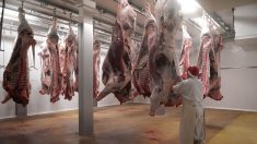 Pas de label « bio » pour les viandes issues d’abattage sans étourdissement préalable (justice UE)