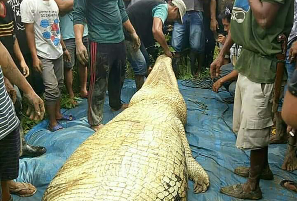 -Illustration- Un énorme crocodile soupçonné d'avoir tué un homme à mort, Le corps de Muh Tahir a été retrouvé mercredi couvert de morsures. Photo STR / AFP / Getty Images.