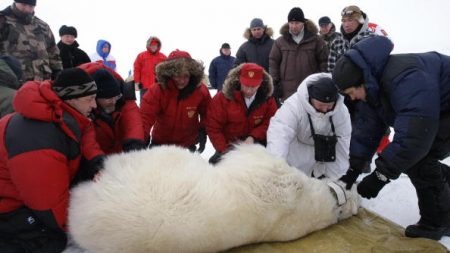 Invasion d’ours polaires: l’état d’urgence levé dans un archipel russe