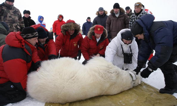 -Nous voyons sur cette photo Vladimir Poutine et des scientifiques examinant un ours polaire sur l'île Alexandra Land, qui fait partie de l'archipel François-Joseph dans l'océan Arctique. Poutine a exprimé sa préoccupation pour le sort des ours polaires de l'Arctique menacés par le changement climatique. Photo ALEXEY NIKOLSKY / AFP / Getty Images.