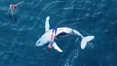 Un drone capture le moment rare où un bébé baleine à bosse porte un plongeur sur son ventre