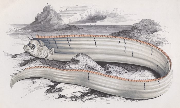 Le poisson-rame de Bank, vers 1850. (Hulton Archive/Getty Images)
