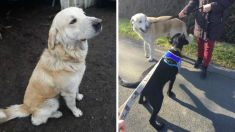 Un vétérinaire refuse d’euthanasier un chien dont les propriétaires veulent se débarrasser – Tomy est ensuite sauvé grâce à une association
