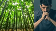 Un homme déprimé qui luttait pour ne pas abandonner dans la vie retrouve espoir dans une forêt de bambous