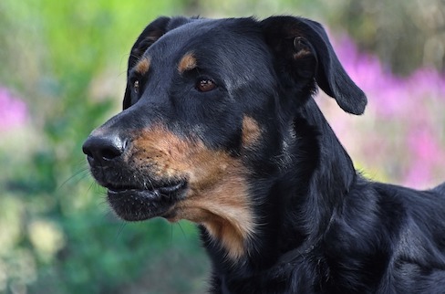 Le chien Nestor a été tué d’une balle dans la tête en Aveyron : 18 mois ferme pour son ancien propriétaire. (Photo d'illustration : Pixabay)