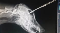Un chien survit à un coup couteau planté dans son crâne parce qu’il a grogné contre un membre de gang