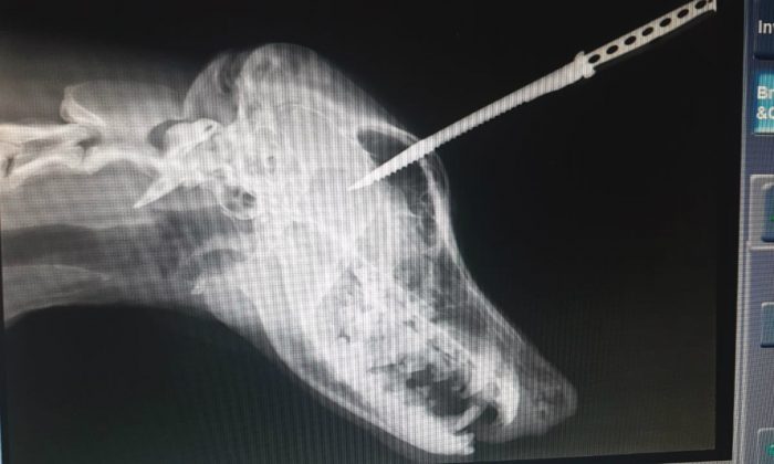 Une radiographie montre le berger allemand Duke avec un couteau dans le crâne avant l'opération le 5 février 2019. (Animal Welfare Society of South Africa)

