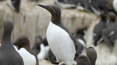 La mort inexpliquée de quelque 20 000 d’oiseaux marins inquiète aux Pays-Bas
