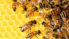 « Sauver les abeilles » : succès d’une pétition en Allemagne qui ouvre la voie vers un référendum