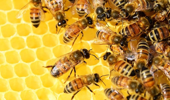 1,75 million d'électeurs de Bavière ont signé une pétition pour "sauver les abeilles". Un succès qui ouvre la voie vers un référendum. (Photo d'illustration : Pixabay)