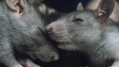 L’histoire d’un rat obèse coincé dans une bouche d’égout devient virale après son sauvetage par neuf personnes