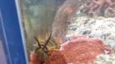 Un homme découvre un énorme ver dans son aquarium après plusieurs années