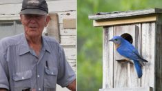 Un homme de 96 ans a passé les 40 dernières années de sa retraite à sauver des espèces locales d’oiseaux bleus