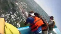 Vidéo : une baleine soulève son baleineau hors de l’eau