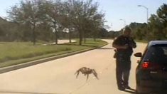 Vidéo : une araignée «géante» rampe vers un policier lors d’un contrôle routier