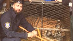 Un tigre en surpoids, abandonné dans une petite cage dans un garage de Houston, est maintenant «heureux et épanoui»
