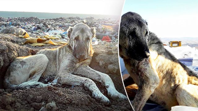 Un chien géant sans-abri trouvé dans un site d'enfouissement turc (Facebook | Rescuers Without Borders)
