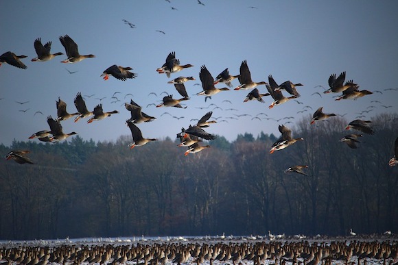 La date officielle de la fin de la chasse aux oies sauvages en France est fixée au 31 janvier, conformément à une directive européenne de protection des oiseaux migrateurs. (Photo d'illustration : Pixabay)