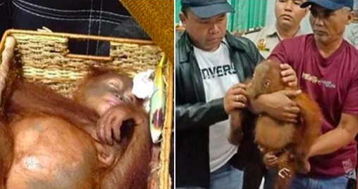 Un orang-outan trouvé dans une valise à l'aéroport de Ngurah Rai le 22 mars. (BKSDA)
