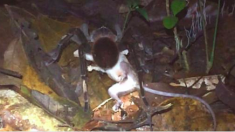 Des scientifiques filment une tarentule massive traînant un opossum à travers la jungle
