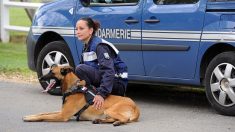 La première maison de retraite pour chiens policiers bientôt réalité – déjà 21 000 euros récoltés grâce à une cagnotte