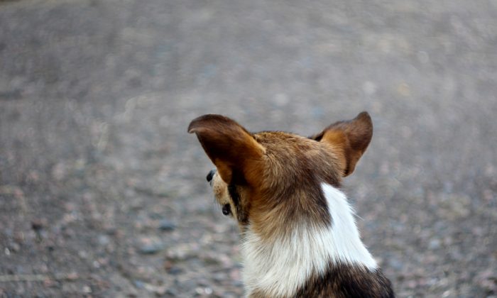 Illustration d'un chien (Shutterstock)
