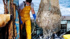Sur les côtes françaises, les pêcheurs dans la « tourmente » et le flou du Brexit