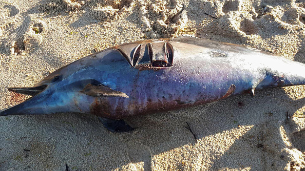 Un dauphin échoué sur la plage de la ville de Tarnos, dans le sud-ouest de la France, le 21 mars 2019.  (Photo : -/AFP/Getty Images)