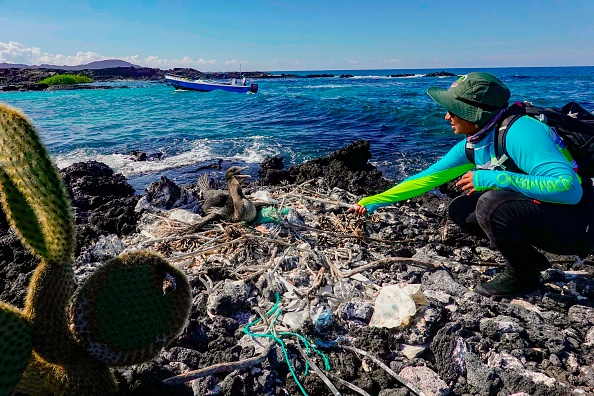 Jennifer Suarez, biologiste et gardienne du parc national des Galapagos, ramasse des ordures dans le nid d'un cormoran qui ne vole pas sur la côte de l'île Isabela, dans l'archipel des Galápagos, dans l'océan Pacifique, le 21 février 2019. Photo de Rodrigo BUENDIA / AFP / Getty Images.