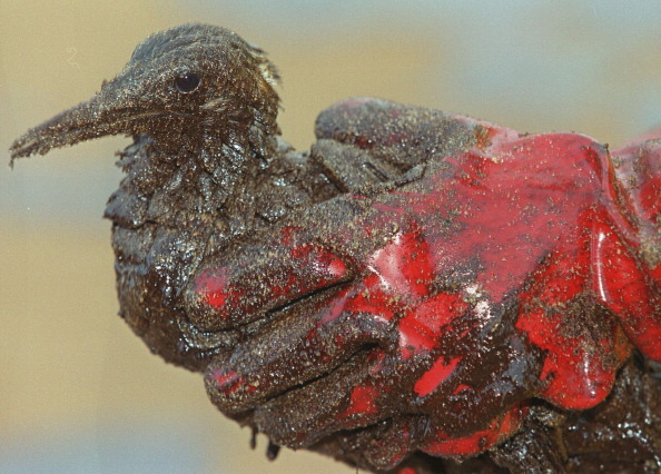 Un sauveteur tient dans ses mains un oiseau Guillemot recouvert de pétrole après l'avoir ramassé sur la plage du Donnant à Belle Ile en Mer, dans l'ouest de la France, le 25 décembre 1999, à la suite de la marée noire provoquée par le naufrage du pétrolier maltais Erika.
        (Photo : VALERY HACHE/AFP/Getty Images)