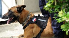 Chiens policiers : projet de maison de retraite dans les Bouches-du-Rhône