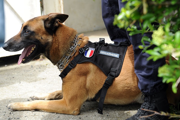 Un chien policier participe à un exercice au Centre national d'instruction cynophile de la gendarmerie (CNICG) le 12 mai 2016 à Gramat.  (Photo : REMY GABALDA/AFP/Getty Images)