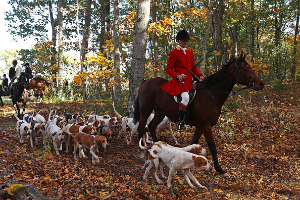 -Illustration. Le chasseur Phillip Headdon et son cheval George mènent une chasse au renard. Photo de Maddie Meyer / Getty Images.