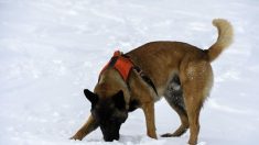 Hautes-Pyrénées : une randonneuse retrouvée en montagne grâce à un chien policier