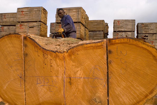 -Illustration exploitation des bois précieux au Gabon, Afrique de l’ouest- Photo MAX HURDEBOURCQ / AFP / Getty Images.