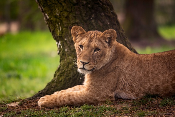 -Un lion repose dans son enclos au zoo et parc de Thoiry, à l'ouest de Paris, le 23 avril 2018. Photo de Lionel BONAVENTURE / AFP / Getty Images.