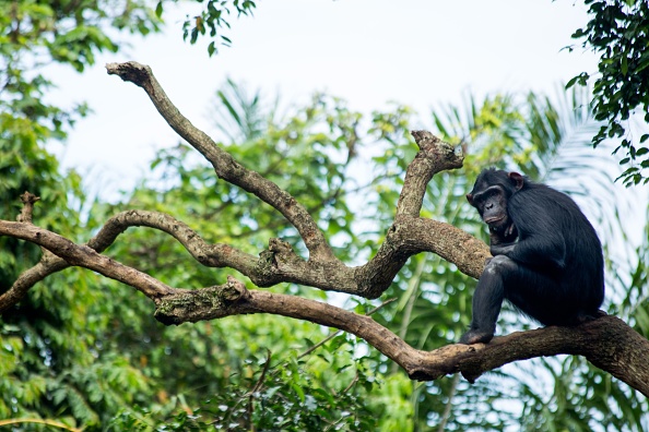 -Le 9 juin 2018 à Entebbe, en Ouganda, un chimpanzé est assis sur un arbre dans un centre de secours pour chimpanzés. Photo par SUMY SADURNI / AFP / Getty Images.