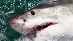Un énorme requin a été trouvé avec la tête arrachée par une créature marine encore plus grosse que lui en Australie
