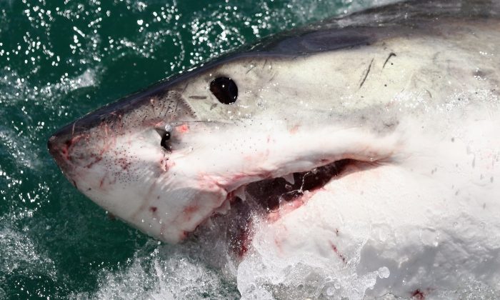 Un grand requin blanc est attiré par un leurre le 19 octobre 2009, à Gansbaai, en Afrique du Sud. (Dan Kitwood/Getty Images)