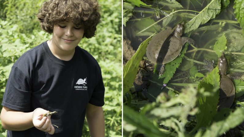 Des bébés tortues molles à épines que Guillaume a remises à l'eau en compagnie du grand spécialiste des tortues Scott Gillingwater, l'idole du garçon - Crédit : gracieuseté Famille DeBlois