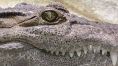 Un biologiste spécialiste des espèces sauvages découvre un énorme alligator de 317kg en Géorgie